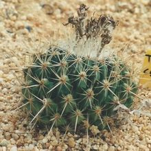 Una foto de Thelocactus conothelos