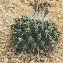 Una foto de Thelocactus conothelos