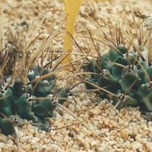 A photo of Thelocactus rinconensis