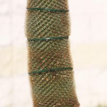 A photo of Mammillaria spinosissima ssp. pilcayensis