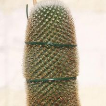 A photo of Mammillaria spinosissima ssp. pilcayensis