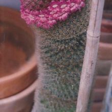 A photo of Mammillaria spinosissima ssp. pilcayensis