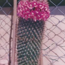 A photo of Mammillaria spinosissima ssp. spinosissima