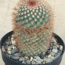 A photo of Mammillaria spinosissima ssp. spinosissima