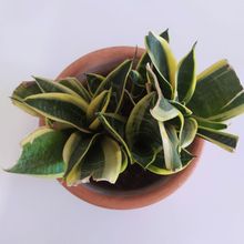 Una foto de Sansevieria trifasciata