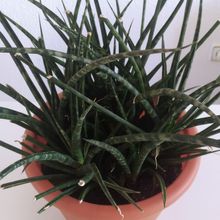Photo of a cactus currently being identified
