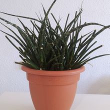 Photo of a cactus currently being identified