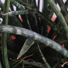 Photo of a cactus currently being identified