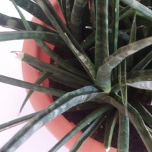 Photo of a cactus currently being identified