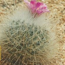 A photo of Thelocactus macdowellii