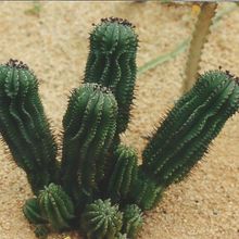 Una foto de Euphorbia polygona