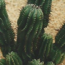 Una foto de Euphorbia polygona