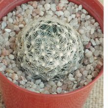 A photo of Mammillaria herrerae