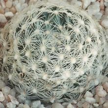 A photo of Mammillaria herrerae