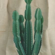 Una foto de Euphorbia ingens