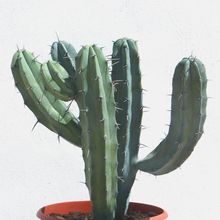 Una foto de Myrtillocactus geometrizans