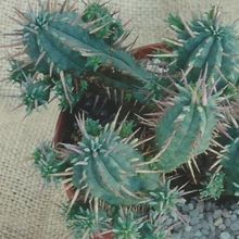 Una foto de Euphorbia ferox