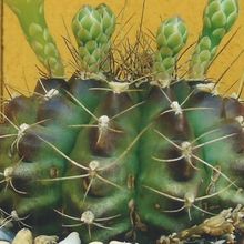 Una foto de Gymnocalycium anisitsii