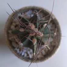 A photo of Astrophytum capricorne
