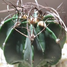 A photo of Astrophytum capricorne