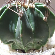 A photo of Astrophytum capricorne