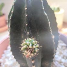 Una foto de Echinocereus subinermis
