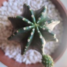 Una foto de Echinocereus subinermis