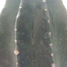 Una foto de Echinocereus subinermis