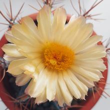 Una foto de Astrophytum ornatum