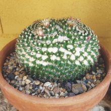 A photo of Mammillaria karwinskiana subsp. karwinskiana