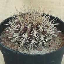 Photo of a cactus currently being identified