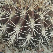 Photo of a cactus currently being identified