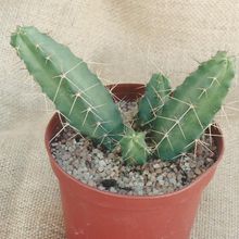 A photo of Echinocereus pentalophus