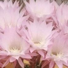 A photo of Echinopsis oxygona