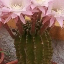 A photo of Echinopsis oxygona