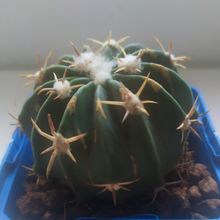 Una foto de Echinocactus texensis