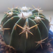 Una foto de Echinocactus texensis