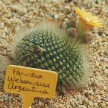 A photo of Parodia microsperma