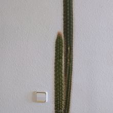 Una foto de Peniocereus serpentinus
