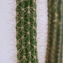 Una foto de Peniocereus serpentinus