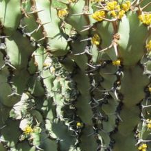 Una foto de Euphorbia caerulescens