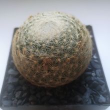 A photo of Mammillaria lenta