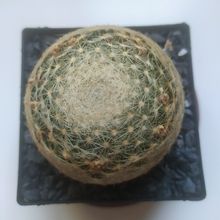A photo of Mammillaria lenta