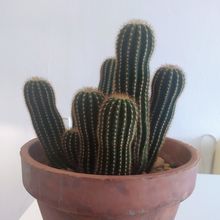 Una foto de Echinopsis schickendantzii
