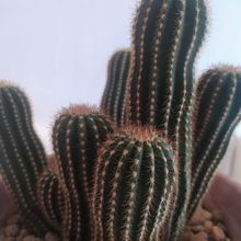 Una foto de Echinopsis schickendantzii