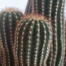 Una foto de Echinopsis schickendantzii