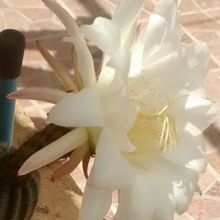 Una foto de Echinopsis schickendantzii