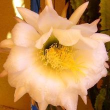 Una foto de Echinopsis schickendantzii