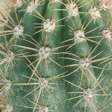 Foto de un cactus que se está identificando actualmente