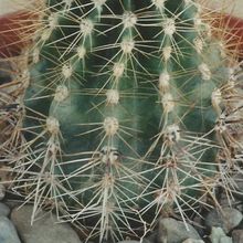 Foto de un cactus que se está identificando actualmente